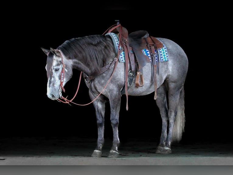 Caballo cuarto de milla Caballo castrado 7 años 152 cm Tordo in Clarion