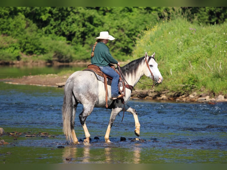Caballo cuarto de milla Caballo castrado 7 años 152 cm Tordo in Clarion