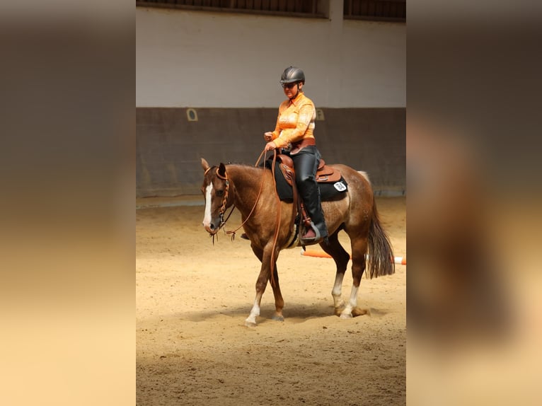 Caballo cuarto de milla Caballo castrado 7 años 153 cm Ruano alazán in Thierhaupten