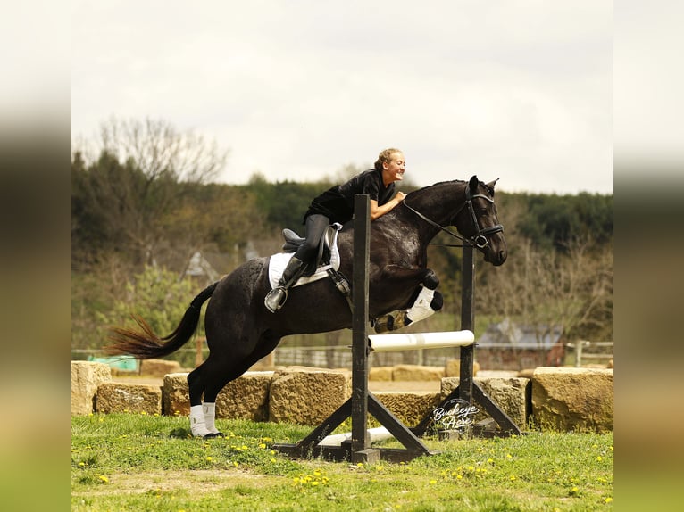 Caballo cuarto de milla Caballo castrado 7 años 153 cm Ruano azulado in Millersburg