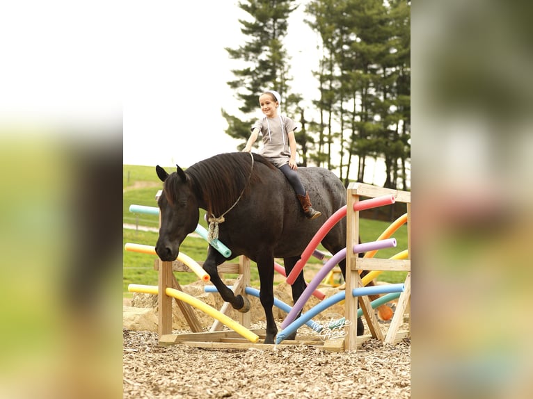 Caballo cuarto de milla Caballo castrado 7 años 153 cm Ruano azulado in Millersburg