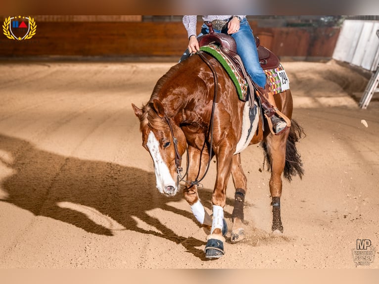 Caballo cuarto de milla Caballo castrado 7 años 155 cm Alazán in Oberwil BL