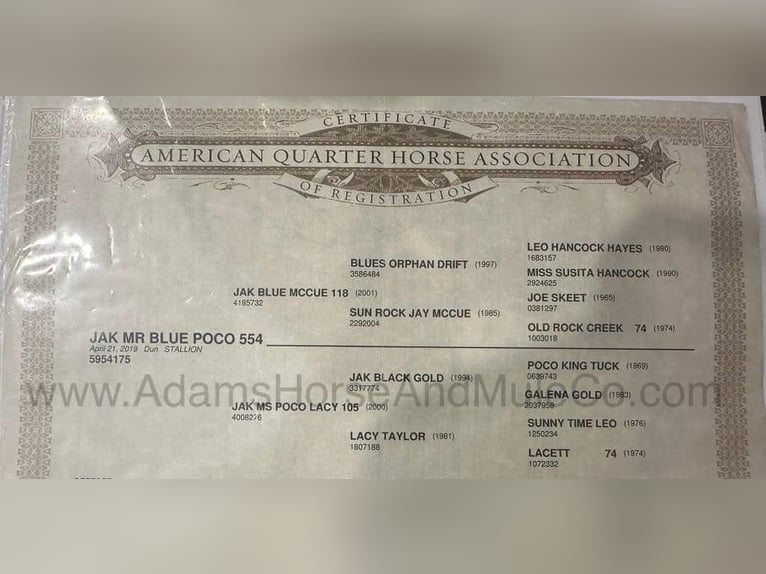 Caballo cuarto de milla Caballo castrado 7 años 155 cm Buckskin/Bayo in Wickenburg, AZ