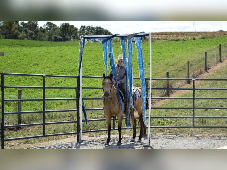 Caballo cuarto de milla Caballo castrado 7 años 155 cm Buckskin/Bayo in Fredericksburg