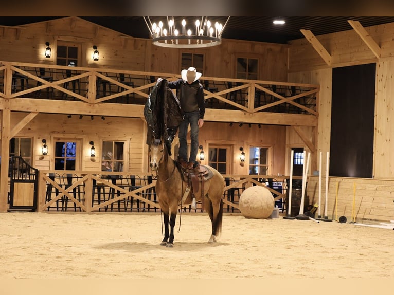 Caballo cuarto de milla Caballo castrado 7 años 155 cm Buckskin/Bayo in Needmore