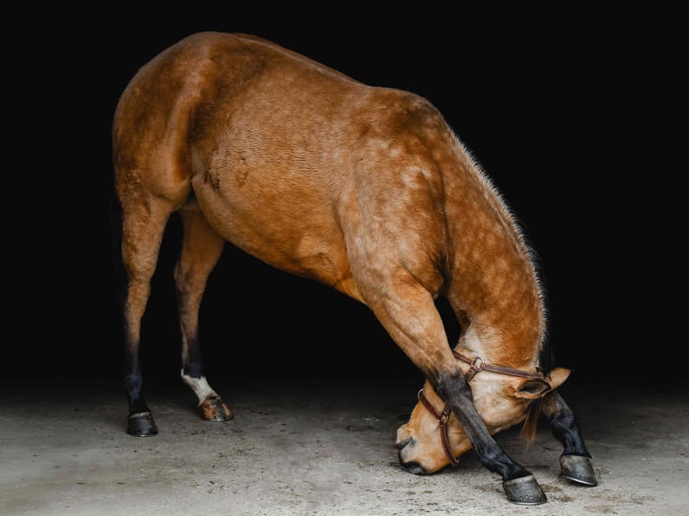 Caballo cuarto de milla Caballo castrado 7 años 155 cm Buckskin/Bayo in New Holland