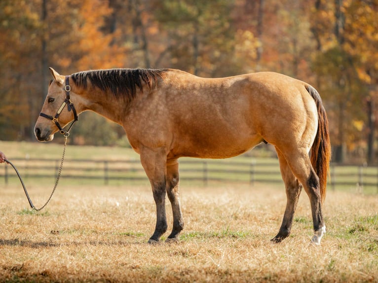 Caballo cuarto de milla Caballo castrado 7 años 155 cm Buckskin/Bayo in New Holland