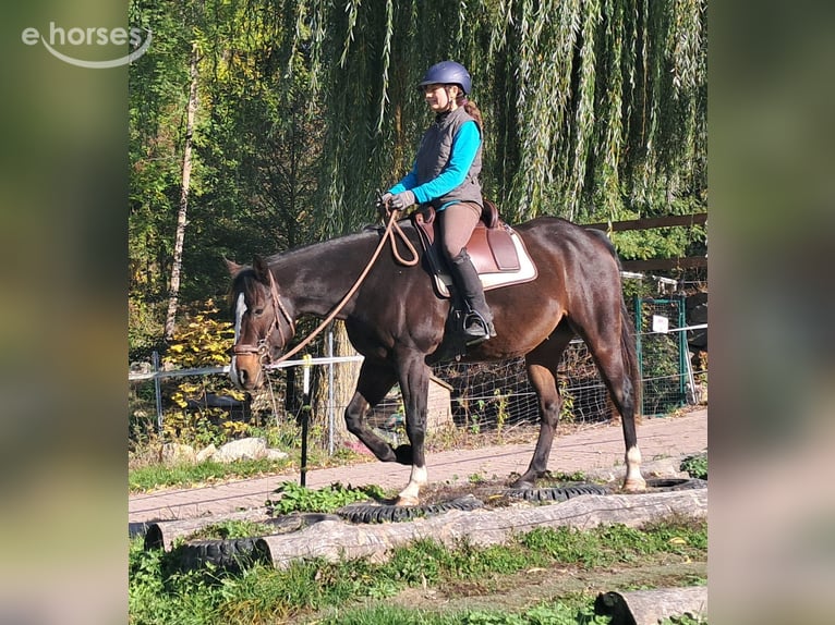 Caballo cuarto de milla Caballo castrado 7 años 155 cm Castaño oscuro in Bayerbach