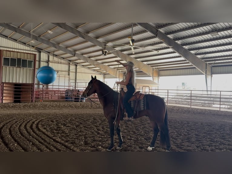 Caballo cuarto de milla Caballo castrado 7 años 155 cm Castaño rojizo in Ponder, TX