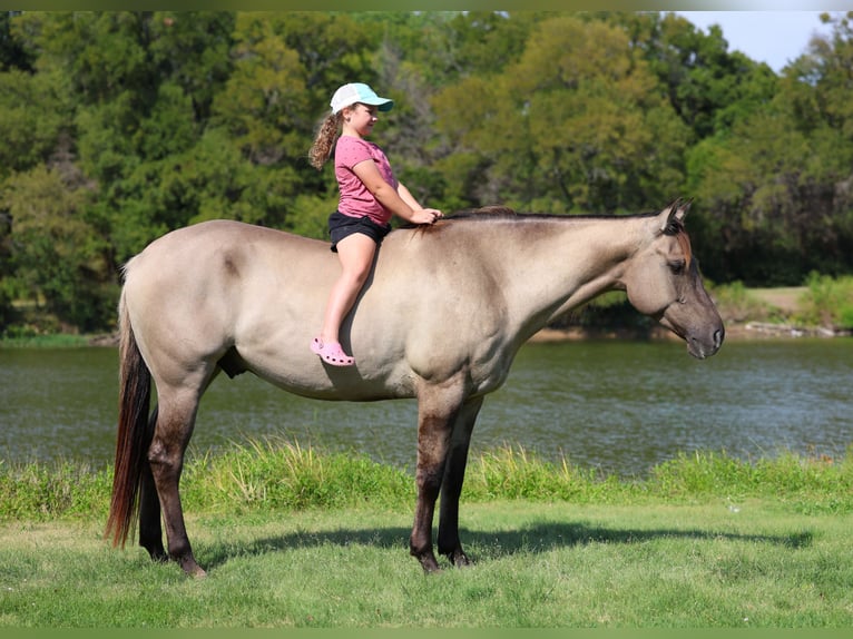 Caballo cuarto de milla Caballo castrado 7 años 155 cm Grullo in Forney