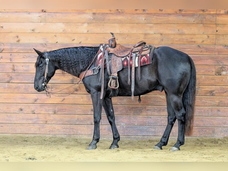Caballo cuarto de milla Caballo castrado 7 años 155 cm Negro in Clarion