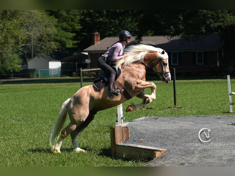 Caballo cuarto de milla Mestizo Caballo castrado 7 años 155 cm Palomino in Clover, SC