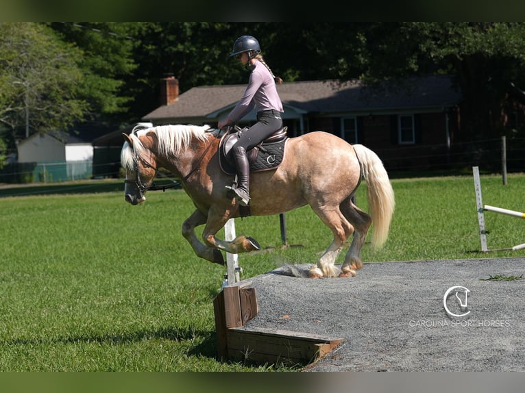 Caballo cuarto de milla Mestizo Caballo castrado 7 años 155 cm Palomino in Clover, SC