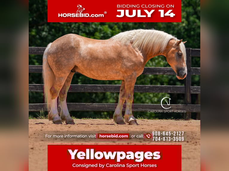 Caballo cuarto de milla Mestizo Caballo castrado 7 años 155 cm Palomino in Clover, SC