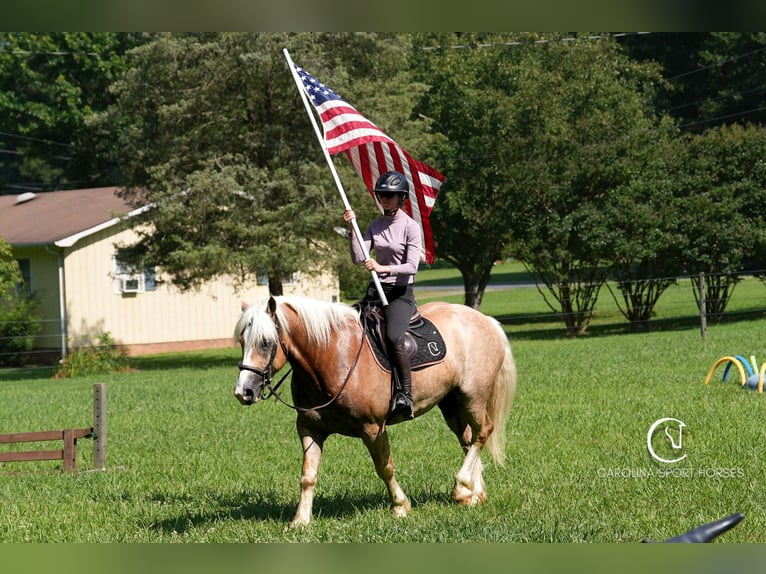 Caballo cuarto de milla Mestizo Caballo castrado 7 años 155 cm Palomino in Clover, SC