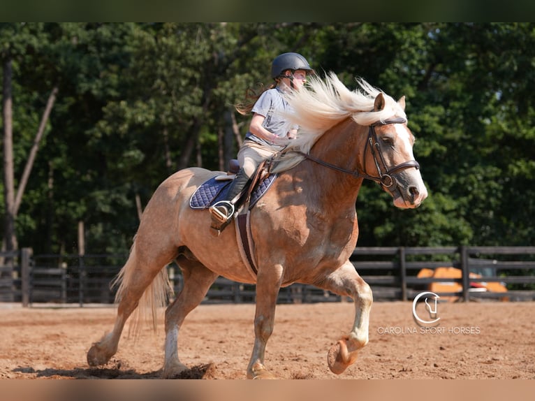 Caballo cuarto de milla Mestizo Caballo castrado 7 años 155 cm Palomino in Clover, SC