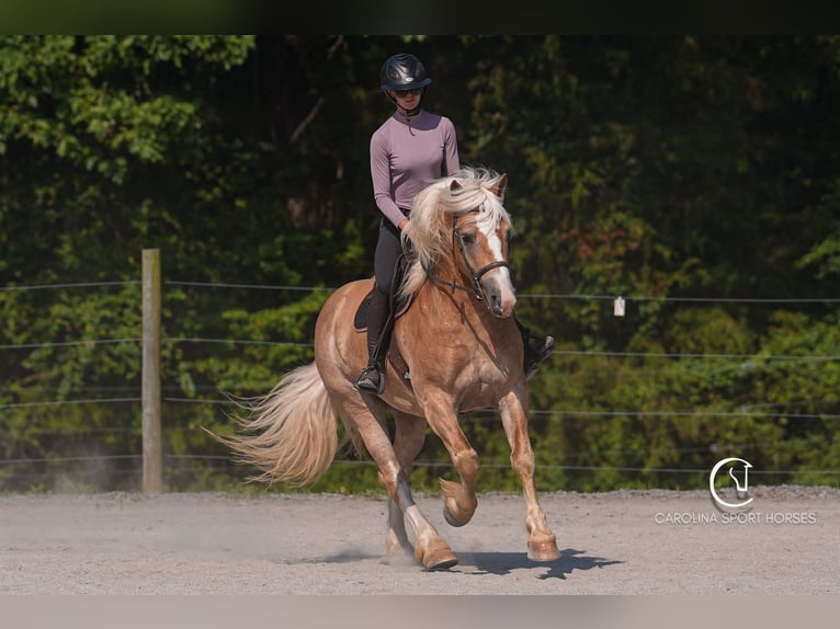 Caballo cuarto de milla Mestizo Caballo castrado 7 años 155 cm Palomino in Clover, SC