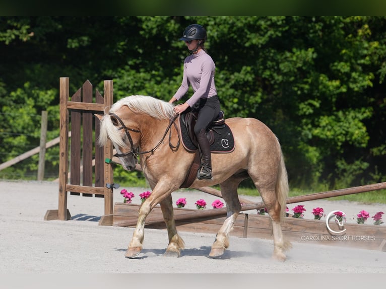 Caballo cuarto de milla Mestizo Caballo castrado 7 años 155 cm Palomino in Clover, SC