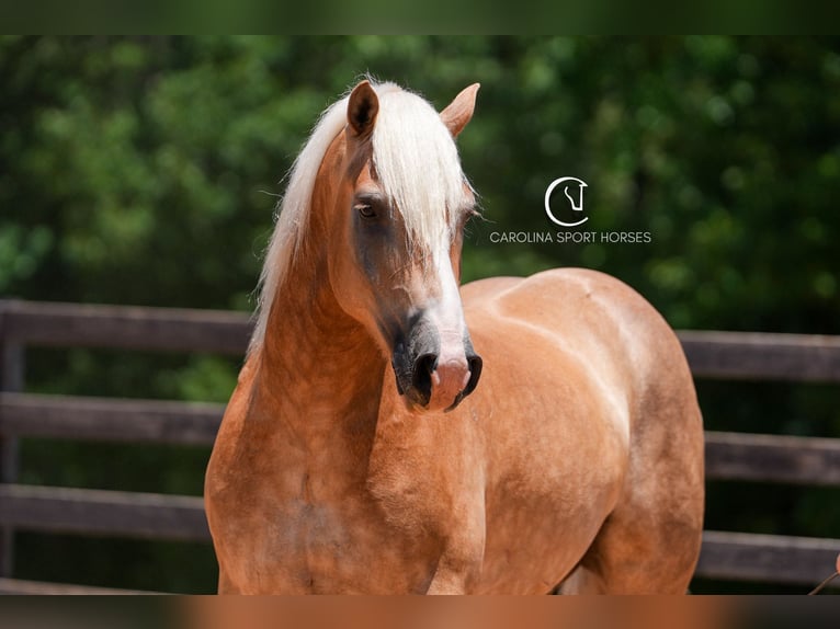 Caballo cuarto de milla Mestizo Caballo castrado 7 años 155 cm Palomino in Clover, SC