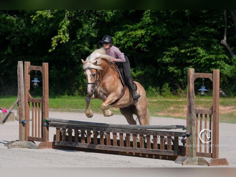 Caballo cuarto de milla Mestizo Caballo castrado 7 años 155 cm Palomino in Clover, SC