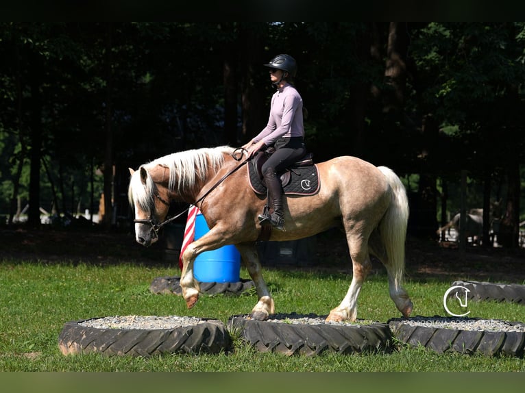 Caballo cuarto de milla Mestizo Caballo castrado 7 años 155 cm Palomino in Clover, SC