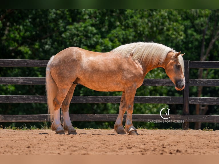 Caballo cuarto de milla Mestizo Caballo castrado 7 años 155 cm Palomino in Clover, SC