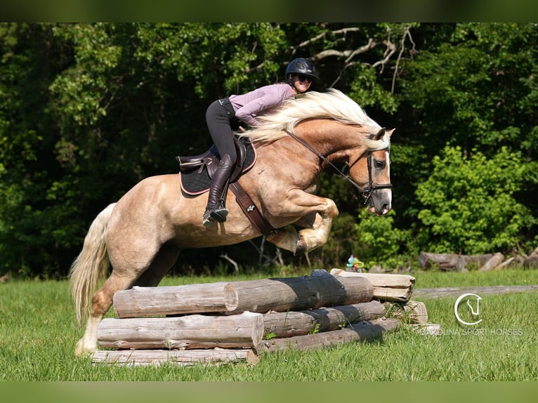 Caballo cuarto de milla Mestizo Caballo castrado 7 años 155 cm Palomino in Clover, SC