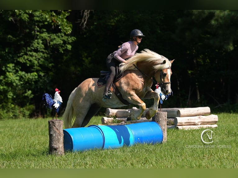 Caballo cuarto de milla Mestizo Caballo castrado 7 años 155 cm Palomino in Clover, SC