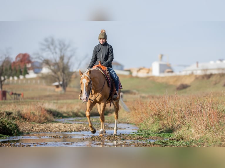 Caballo cuarto de milla Caballo castrado 7 años 155 cm Palomino in Fredericksburg, OH