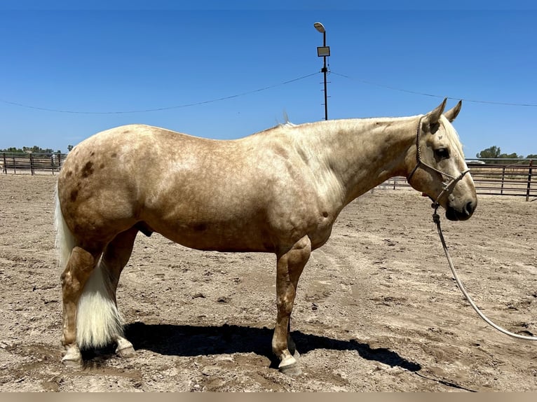 Caballo cuarto de milla Caballo castrado 7 años 155 cm Palomino in Madera, CA