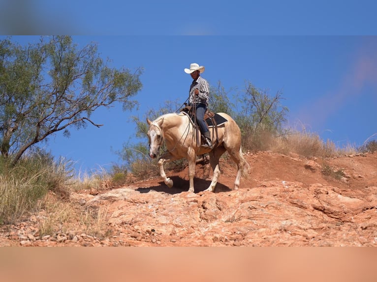 Caballo cuarto de milla Caballo castrado 7 años 155 cm Palomino in Canyon