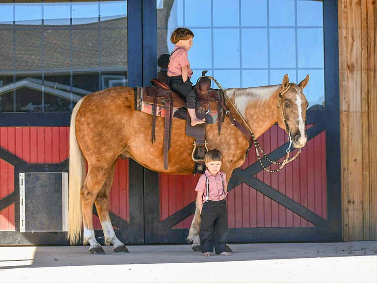 Caballo cuarto de milla Caballo castrado 7 años 155 cm Palomino in Rebersburg