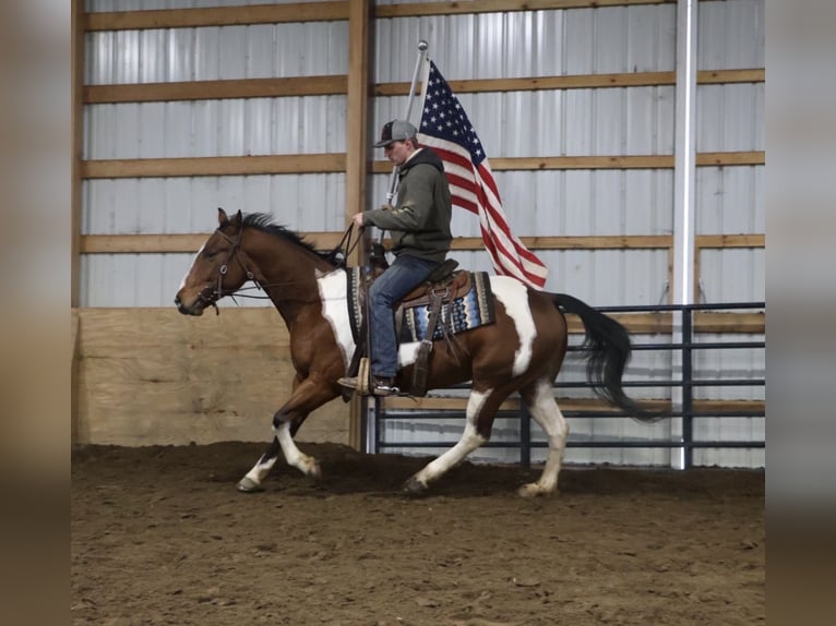 Caballo cuarto de milla Caballo castrado 7 años 155 cm Pío in Howell