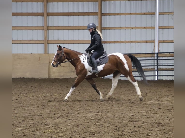 Caballo cuarto de milla Caballo castrado 7 años 155 cm Pío in Howell