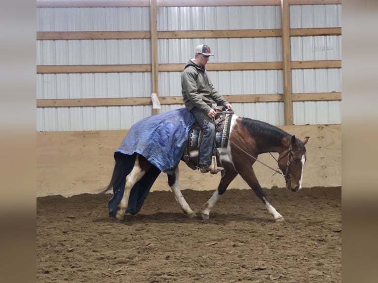 Caballo cuarto de milla Caballo castrado 7 años 155 cm Pío in Howell