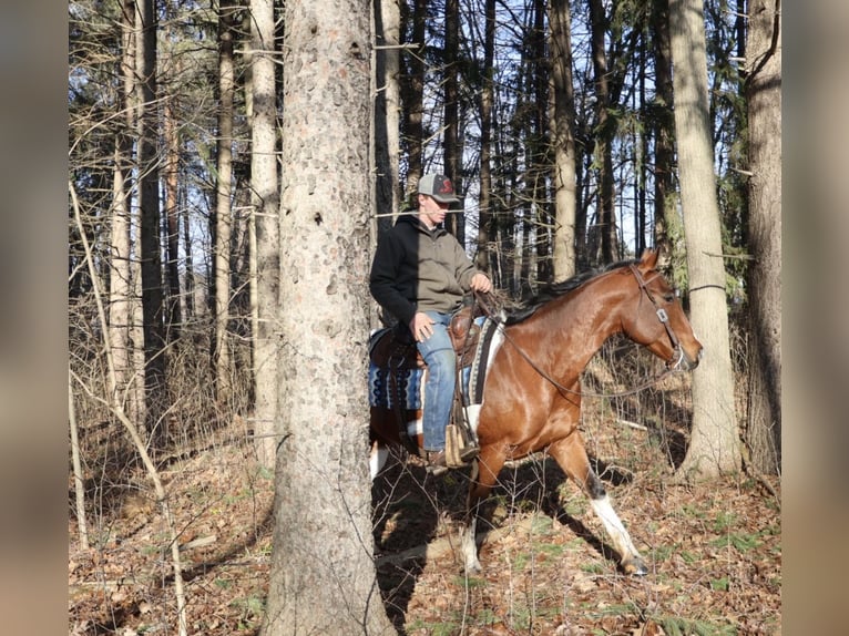 Caballo cuarto de milla Caballo castrado 7 años 155 cm Pío in Howell