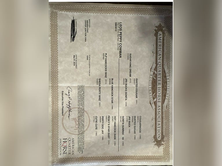 Caballo cuarto de milla Caballo castrado 7 años 155 cm Tordo in Princeton MO