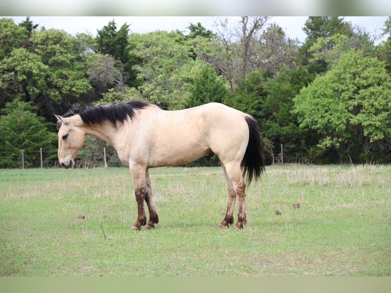 Caballo cuarto de milla Caballo castrado 7 años 157 cm Buckskin/Bayo in Ripley