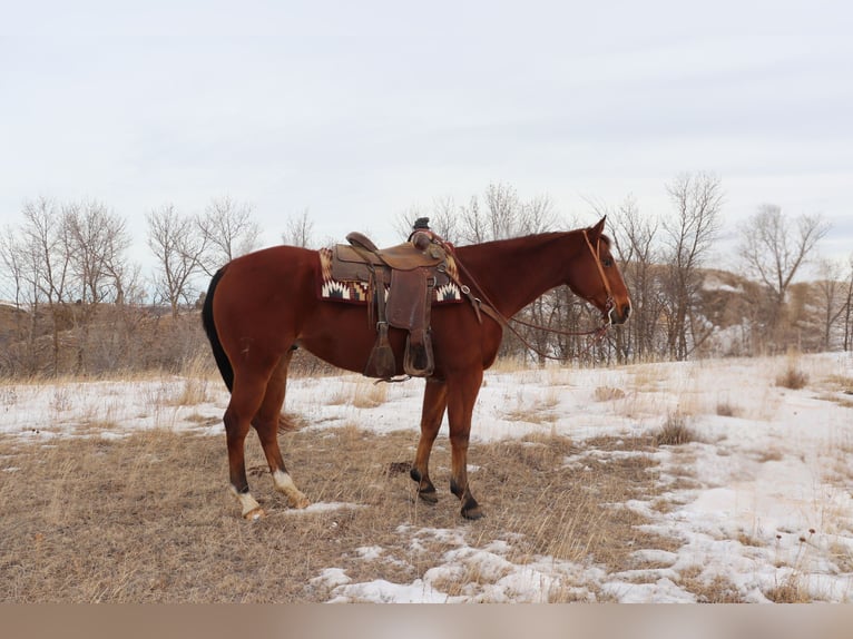 Caballo cuarto de milla Caballo castrado 7 años 157 cm Castaño rojizo in Killdeer, ND