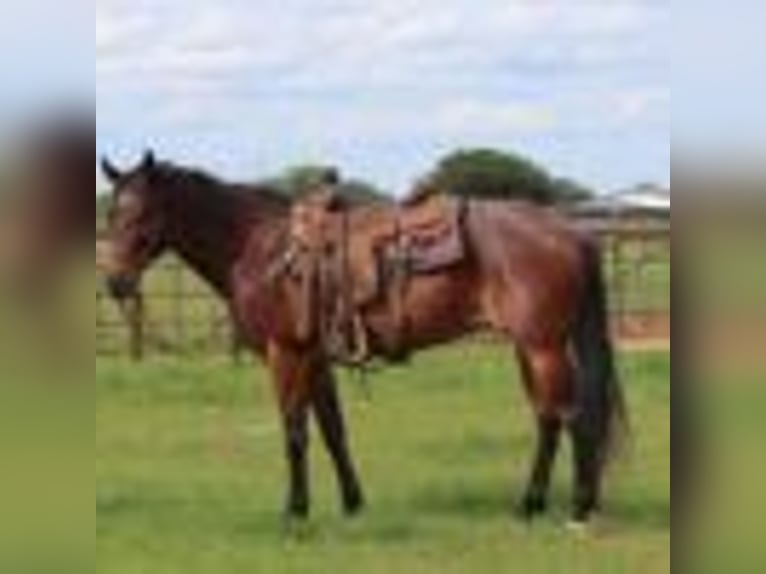 Caballo cuarto de milla Caballo castrado 7 años 157 cm Castaño-ruano in Lipan TX