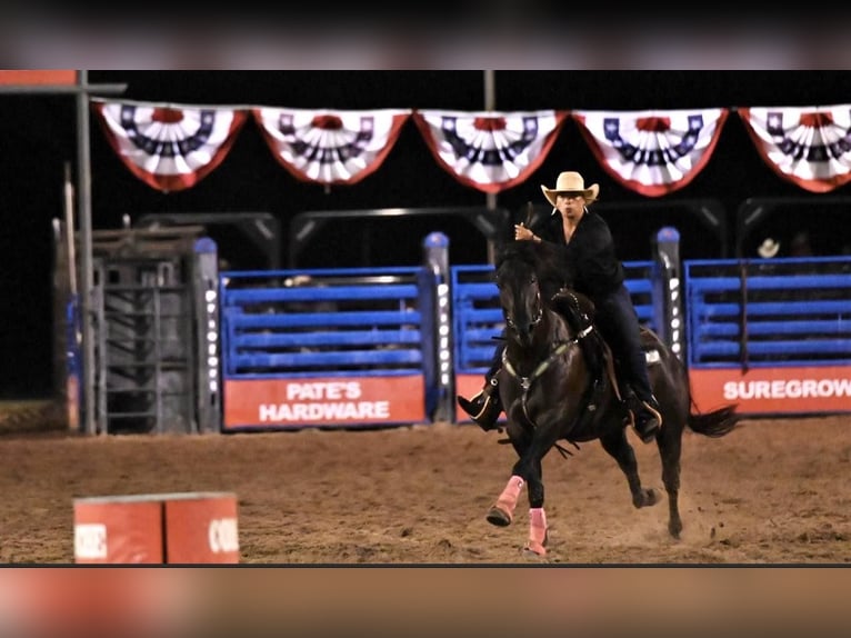 Caballo cuarto de milla Caballo castrado 7 años 157 cm Negro in Breckenridge TX