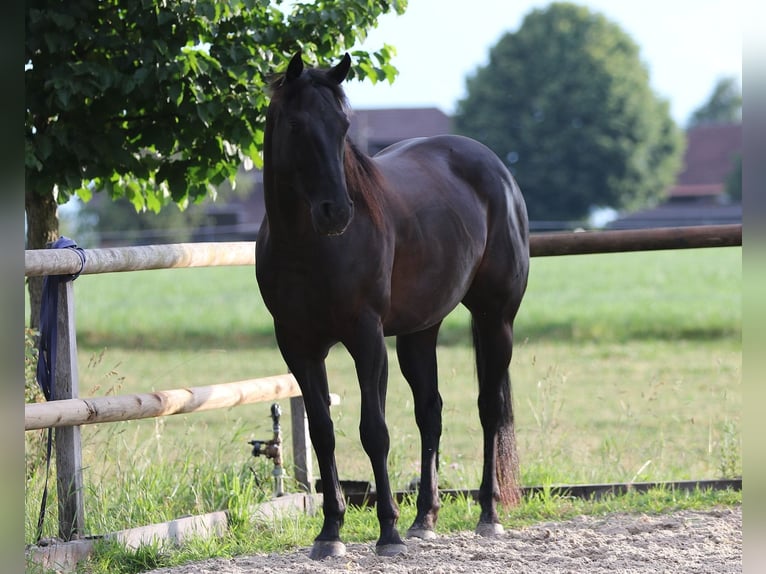 Caballo cuarto de milla Caballo castrado 7 años 157 cm Negro in Steffisburg