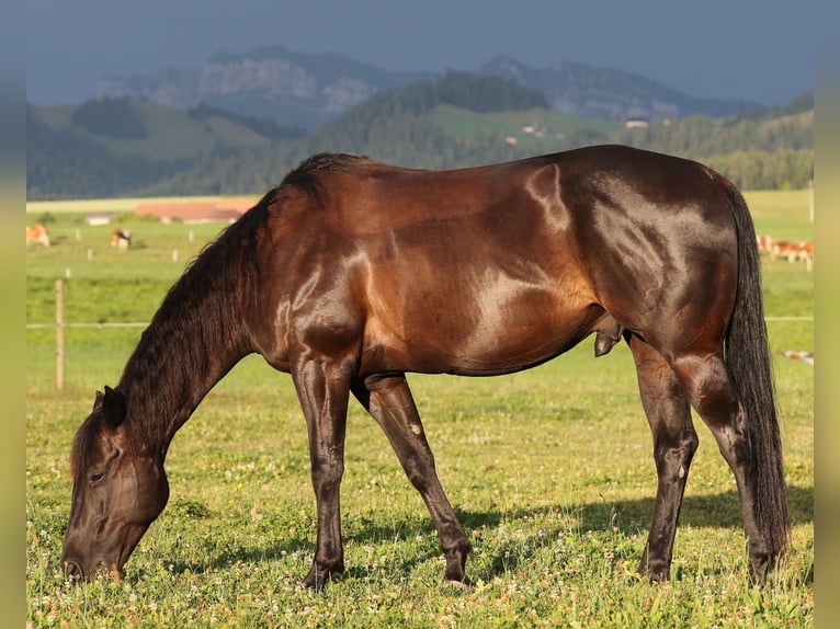 Caballo cuarto de milla Caballo castrado 7 años 157 cm Negro in Steffisburg