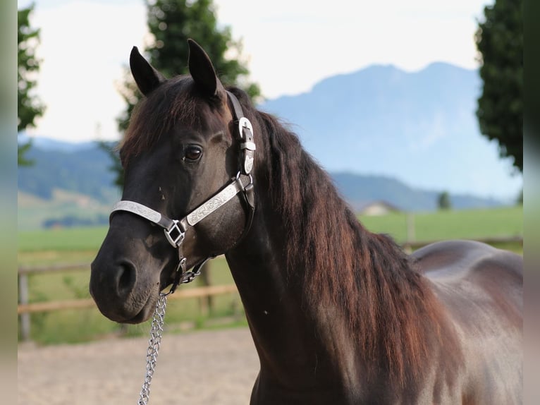 Caballo cuarto de milla Caballo castrado 7 años 157 cm Negro in Steffisburg