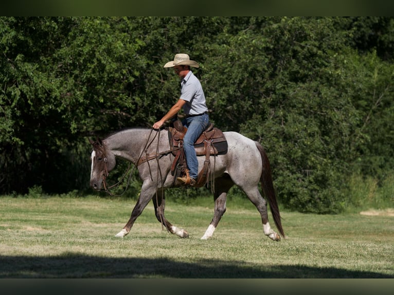 Caballo cuarto de milla Caballo castrado 7 años 157 cm Ruano alazán in Marshall