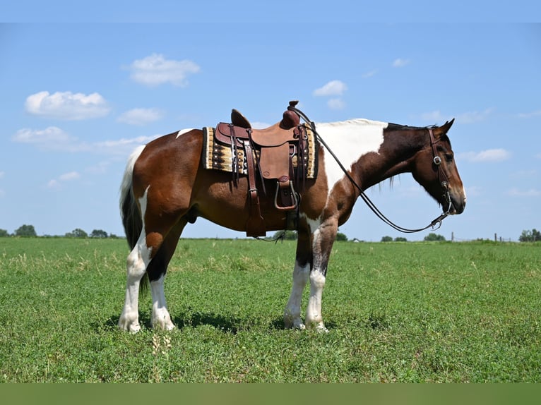 Caballo cuarto de milla Caballo castrado 7 años 157 cm Tobiano-todas las-capas in Fairbank IA