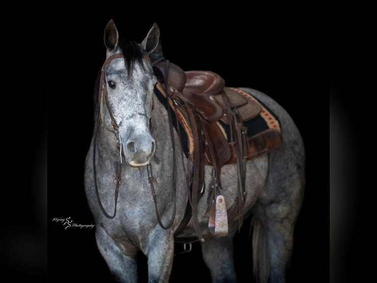 Caballo cuarto de milla Caballo castrado 7 años 157 cm Tordo in Harwood