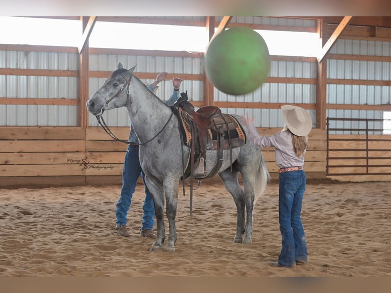 Caballo cuarto de milla Caballo castrado 7 años 157 cm Tordo in Harwood