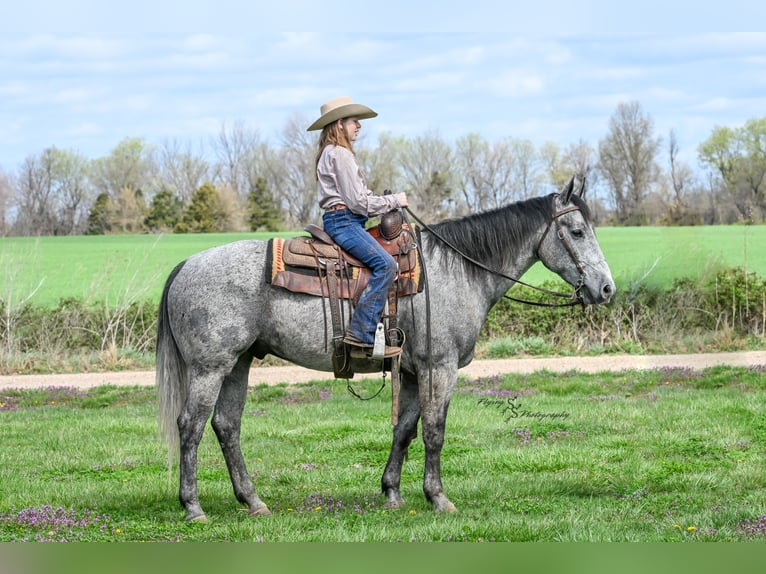 Caballo cuarto de milla Caballo castrado 7 años 157 cm Tordo in Harwood