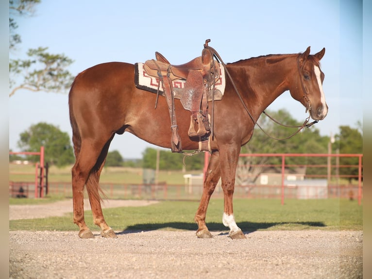 Caballo cuarto de milla Caballo castrado 7 años 160 cm Alazán rojizo in Grand Saline